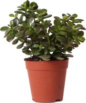 Kolibri Greens | Groene plant - Succulent Crassula Minor - potmaat Ø9cm