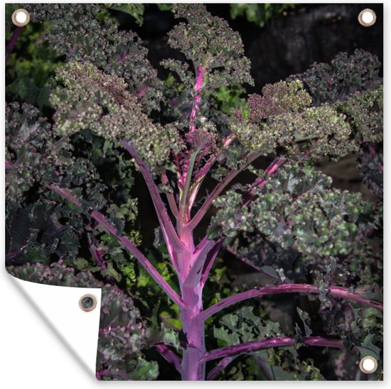 La tige violette d'un chou frisé. Affiche de jardin 200x200 cm - Toile ...