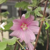 6 x Lavatera 'Rosea' - Malvastruik, struikmalva in pot 9 x 9 cm