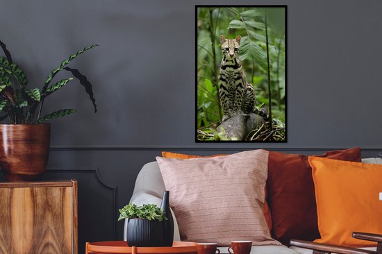 Cadre photo avec affiche - Ocelot du Costa Rica - 40x60 cm - Cadre pour affiche