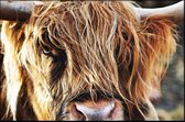 Walljar - Schotse Hooglander Up Close - Dieren poster