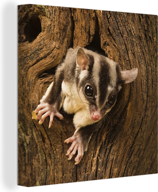 Tableau sur Toile Planeur à Sucre dans l'Arbre - 50x50 cm - Décoration murale