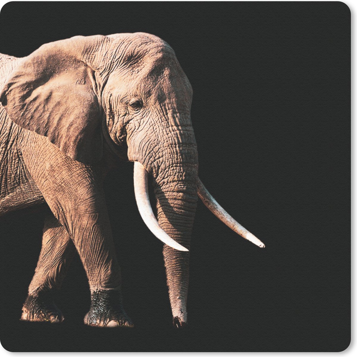 Muismat 30x30 cm - Mousepad Olifant - Tanden - Dieren - Muismatten