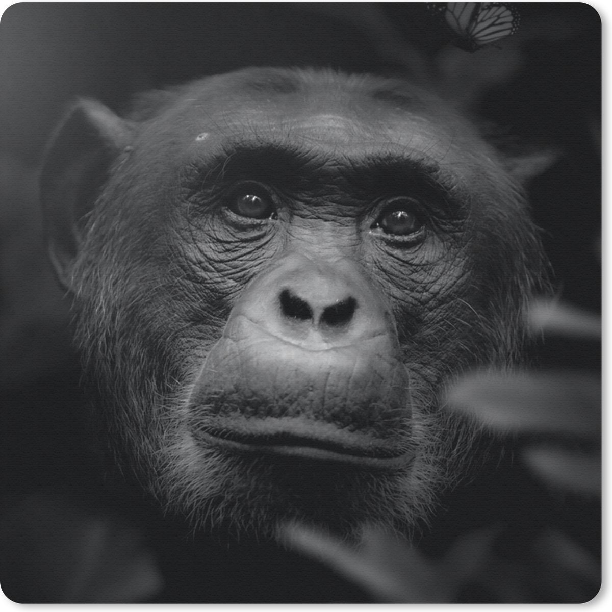 Muismat 30x30 cm - Mousepad Dieren - Aap - Jungle - Zwart - Wit - Muismatten
