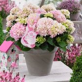 Hortensia 'MSoft Pink Salsa'