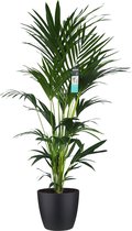 Kamerplant van Botanicly – Kentiapalm  incl. sierpot zwart als set – Hoogte: 170 cm – Howea forsteriana Kentia