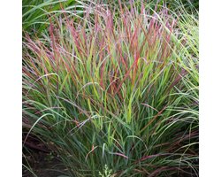 25 x Vingergras Rood|Groen - Winterhard Siergras - Panicum virgatum Shenandoah in 9x9cm pot met hoogte 5-10cm