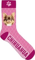 Plenty Gifts Sokken Chihuahua - Maat 42 - 45