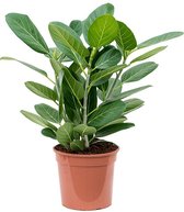 Kamerplant van Botanicly – banyan – Hoogte: 100 cm – Ficus benghalensis