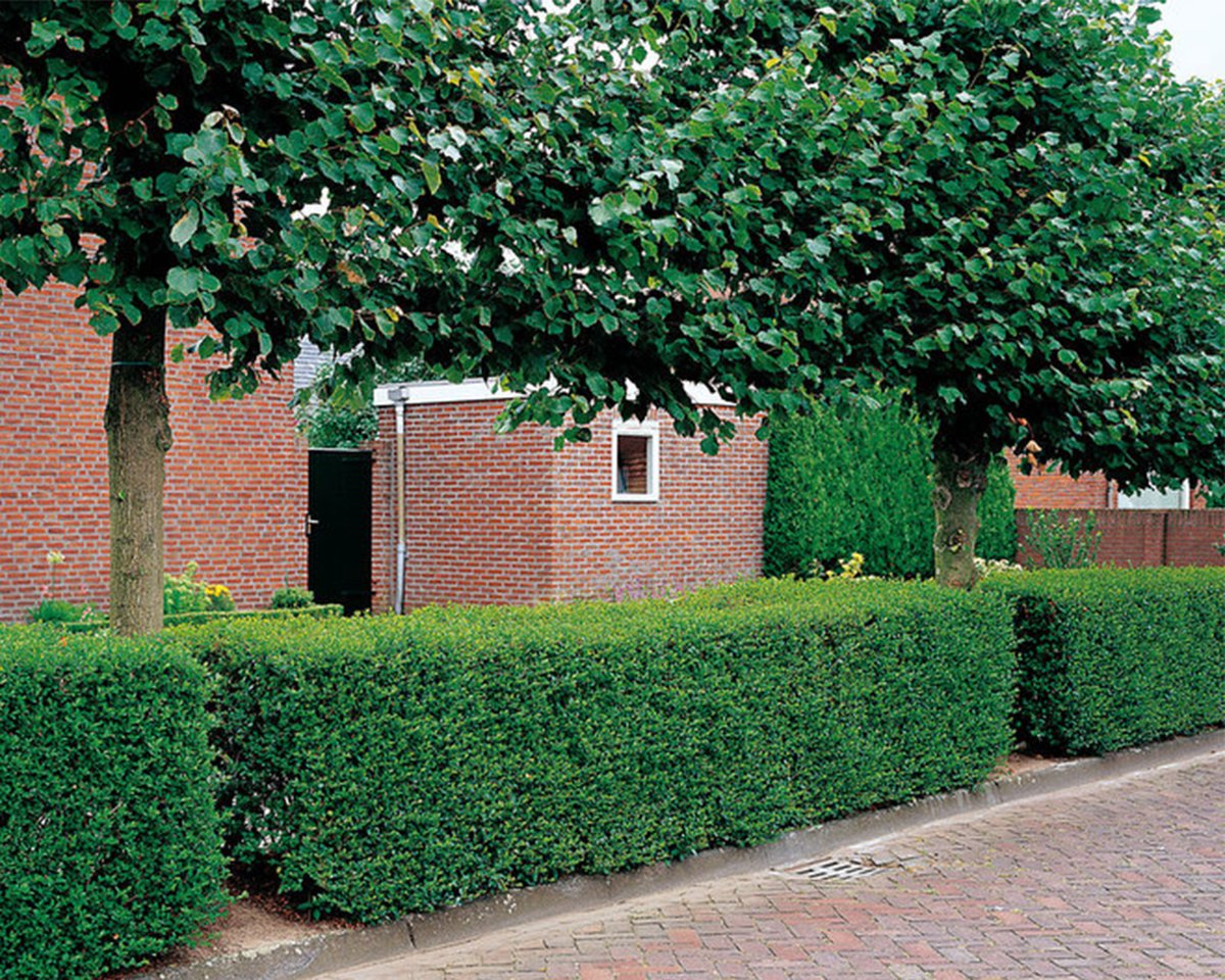 20 stuks | Haagliguster Blote wortel 100-125 cm | Standplaats:... | bol.com