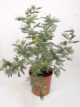 Kamerplant van Botanicly – Acacia Mimosa – Hoogte: 95 cm