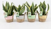 Bomen van Botanicly – 4 × Vrouwentongen – Hoogte: 30 cm – Sansevieria