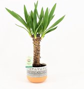 Kamerplant van Botanicly – Palmlelie – Hoogte: 50 cm – Yucca