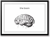 The brain zwart wit poster hersenen | line art anatomie | wanddecoratie | Liggend 40 x 30 cm