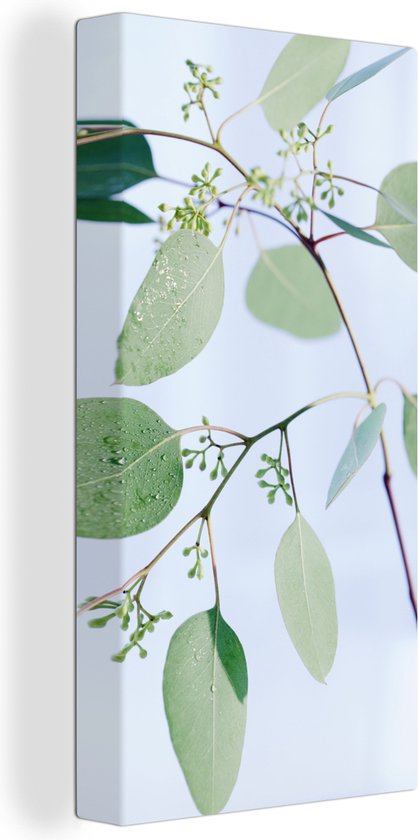 Canvas Schilderij Eucalyptustakken met bladeren - 20x40 cm - Wanddecoratie