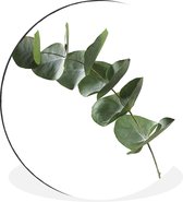 WallCircle - Wandcirkel - Muurcirkel - Groene eucalyptus bladeren op witte achtergrond - Aluminium - Dibond - ⌀ 60 cm - Binnen en Buiten