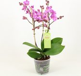 Orchidee van Botanicly – Orchidee – Hoogte: 45 cm, 3 takken – Phalaenopsis Multiflora Vienna