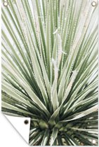 Tuindecoratie Planten - Vetplant - Agave - 40x60 cm - Tuinposter - Tuindoek - Buitenposter