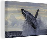 Canvas Schilderij Een bultrugwalvis springt uit de zee bij Zuid-Afrika - 90x60 cm - Wanddecoratie