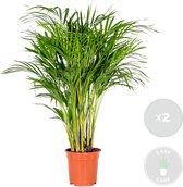 Dypsis | Arecapalm per 2 stuks - Kamerplant in kwekerspot ⌀19 cm - ↕90-100 cm