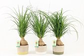 Kamerplanten van Botanicly – 3 × Olifantenpoot in steen pot als set – Hoogte: 40 cm, 3 takken – Beaucarnea recurvata