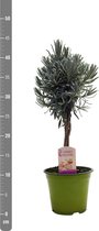Kruid van Botanicly – Lavendel – Hoogte: 40 cm – Lavandula angustifolia