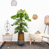 Combi deal - Monstera Mosstok inclusief Vaas Elisa Mystic - 150 cm