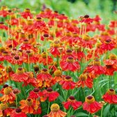 12x Zonnekruid (Helenium 'Moerheim Beauty') - P9 pot (9x9)