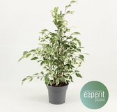 Kamerplant van Botanicly – Treurvijg – Hoogte: 55 cm – Ficus benjamina Twilight