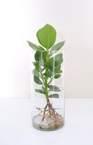 Kamerplant van Botanicly – Varkensboom – Hoogte: 35 cm – Clusia