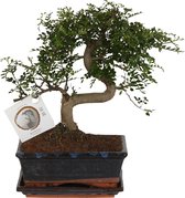Boom van Botanicly – Chinese peper – Hoogte: 25 cm – Zanthoxylum simulans