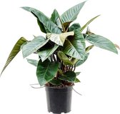 Kamerplant van Botanicly – Philodendron Red Congo – Hoogte: 80 cm
