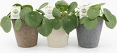 Kamerplanten van Botanicly – 3 × Pannenkoekenplant – Hoogte: 25 cm – Pilea peperomioides