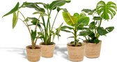 Tropische kamerplanten set in mand - Monstera Deliciosa 75cm, ø21, Alocasia Zebrina 75cm, ø19, Strelitzia Nicolai 85cm, ø19 + Musa Dwarf Cavendish 85cm, ø21 - Makkelijke kamerplanten - Tropis