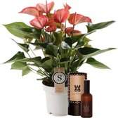 FloriaFor - Set Anthurium Livium Red En Interieur Parfum (World Of Opportunities) - - ↨ 50cm - ⌀ 14cm