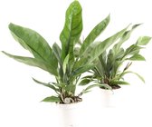 Combinatie Anthurium 'Jungle King' en 'Jungle Bush' – ↨ 55cm – ⌀ 17cm