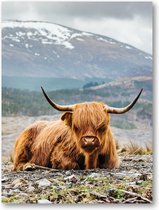 Schotse Hooglander - 30x40 Dibond voor Binnen én Buiten - Besteposter - Dieren - Natuur
