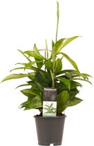 Dracaena Surculosa S - Drakenplant - Hoogte: ↑ 45 cm - Zon - Waterbehoefte: Gemiddeld - diameter pot: 12 cm