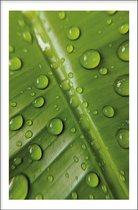 Walljar - Leaf Water Drops - Muurdecoratie - Poster met lijst