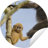 Tuincirkel Jonge aap kijkend in de camera - 90x90 cm - Ronde Tuinposter - Buiten