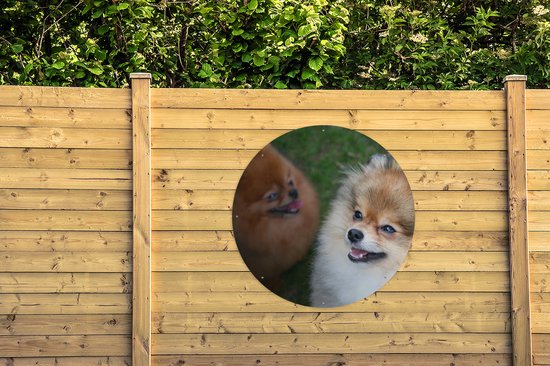 Garden Circle Deux Chiens de Poméranie - 120x120 cm - Affiche de Jardin Ronde - Extérieur - XXL