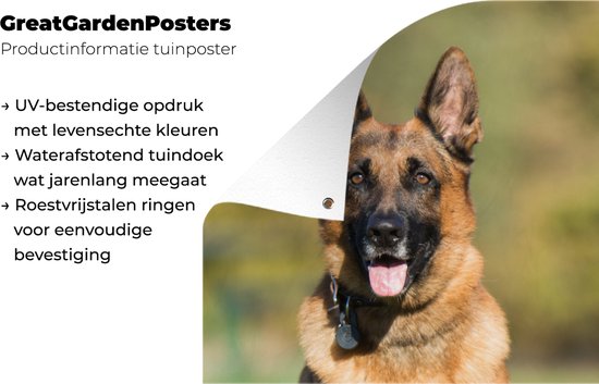 Affiche de jardin Herder allemand assis au soleil - 40x80 cm - Décoration murale Extérieur - Affiche de jardin - Toile de jardin - Affiche de clôture - Peinture de jardin