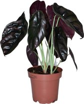 ZynesFlora - Alocasia Cuprea Red Secret - Ø 12 cm - Hoogte: 40 - 50 cm - Alocasia - Kamerplant