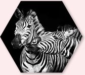 Zebra’s - 60 cm Aluminium Hexagon - Dieren - Wanddecoratie