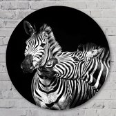Zebra’s - 90 cm Aluminium Muurcirkel - Dieren - Wanddecoratie - Rond Schilderij - Wandcirkel