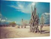 Cactus aan zandweg - Foto op Canvas - 90 x 60 cm