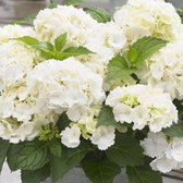 4 x Hydrangea macrophylla 'Little White' - Boerenhortensia in C2 pot met hoogte 10-20cm