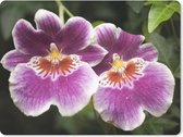 Muismat Groot - Wilde orchidee - 40x30 cm - Mousepad - Muismat