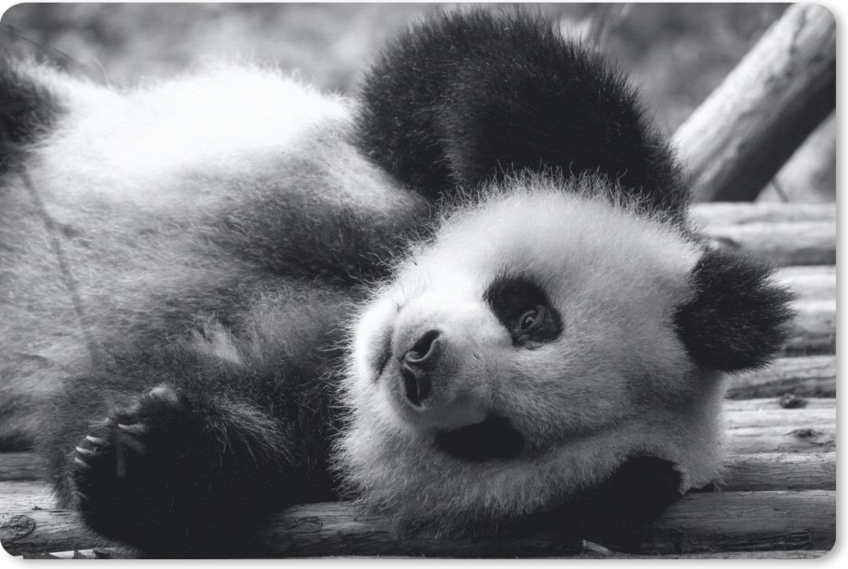 Muismat Dierenprofielen in Zwart-Wit - Dierenprofiel rollende panda in zwart-wit muismat rubber - 27x18 cm - Muismat met foto