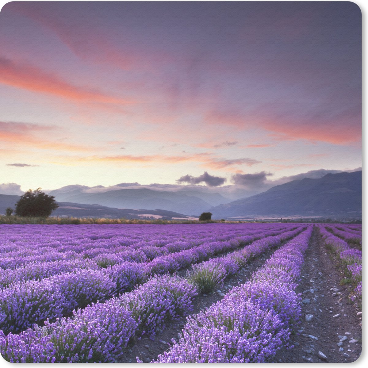 Muismat 20x20 cm - Mousepad Zonsondergang boven lavendels - Muismatten